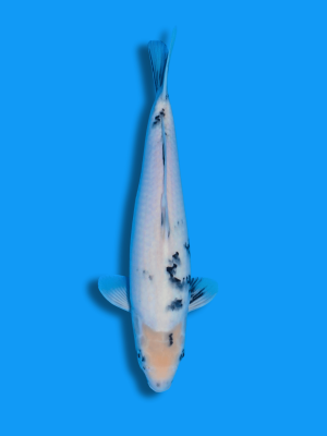 Shiro Utsuri | Koi&Co.